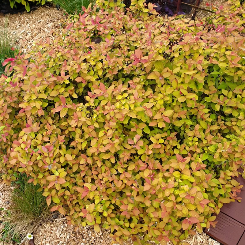 Spierstrauch 'Zen Spirit Caramel'