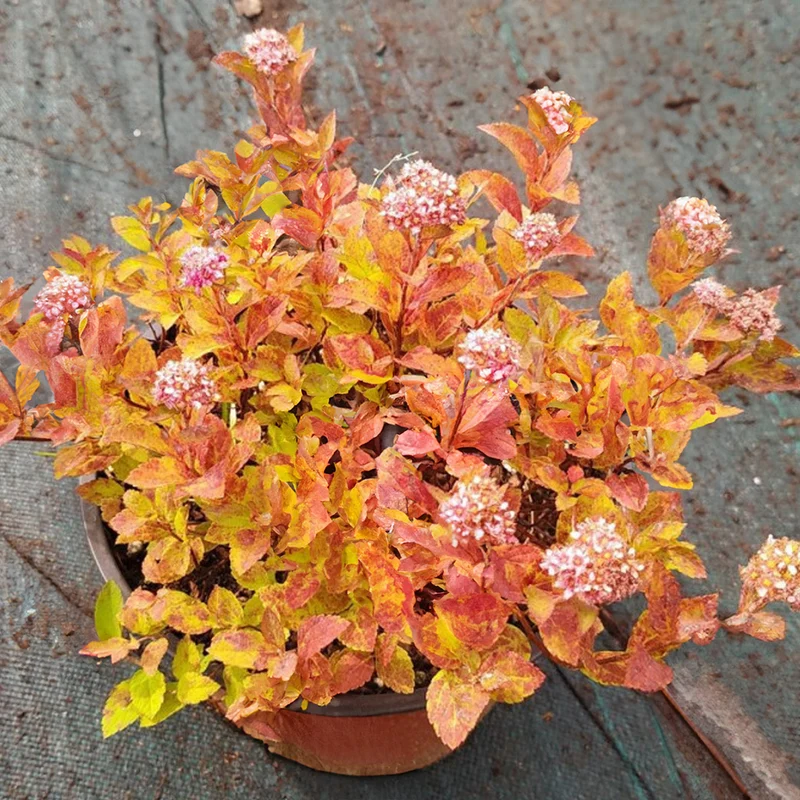 Spierstrauch 'Zen Spirit Caramel'