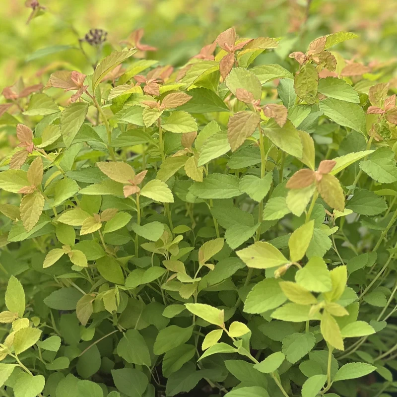 Spierstrauch 'Zen Spirit Caramel'