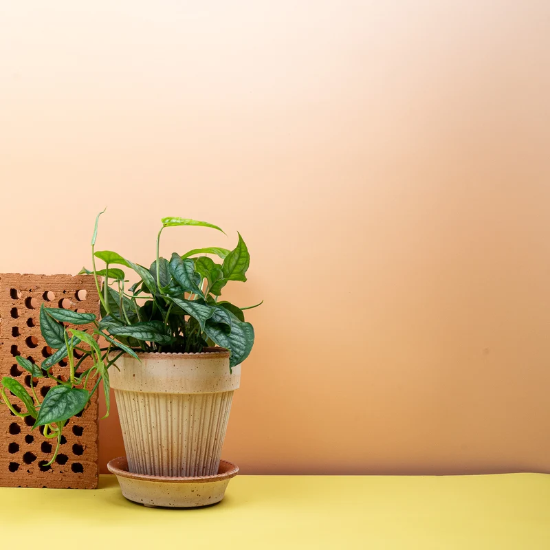 MONSTERA SILTEPECANA
