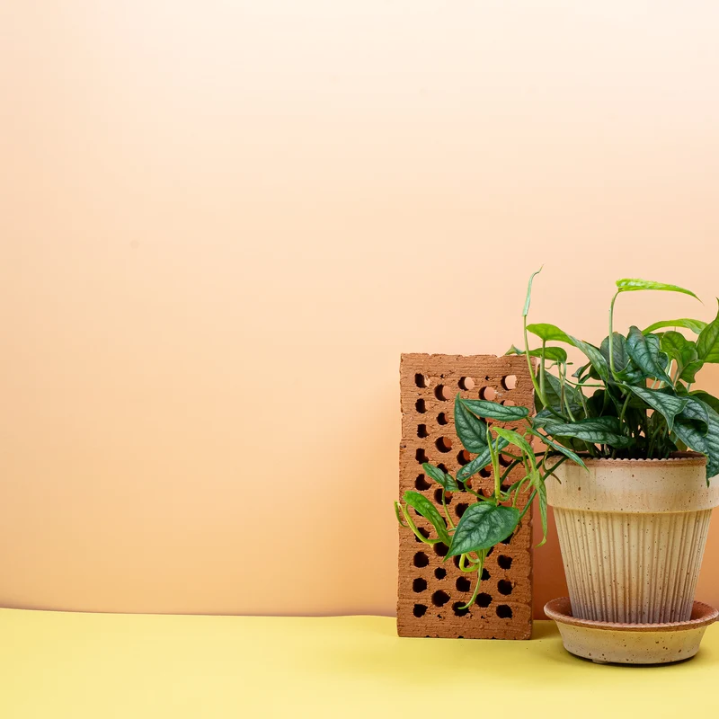 MONSTERA SILTEPECANA