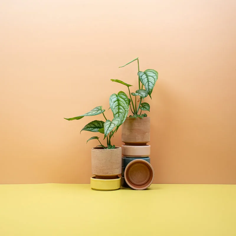 MONSTERA SILTEPECANA