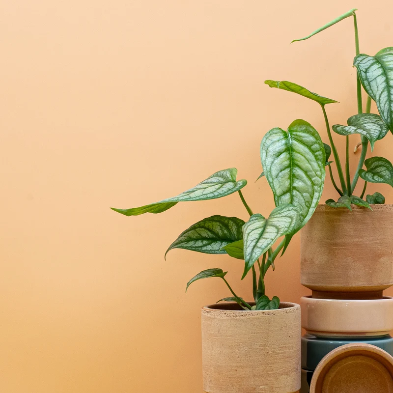 MONSTERA SILTEPECANA