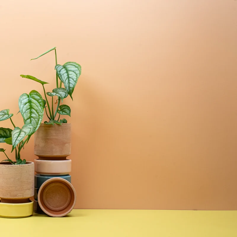 MONSTERA SILTEPECANA
