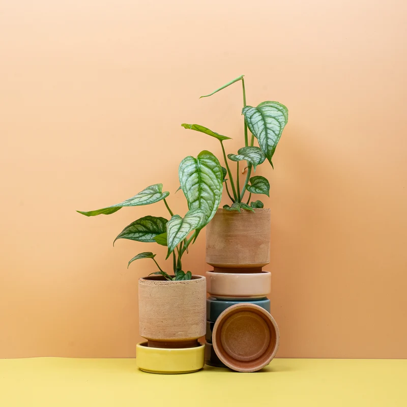 MONSTERA SILTEPECANA