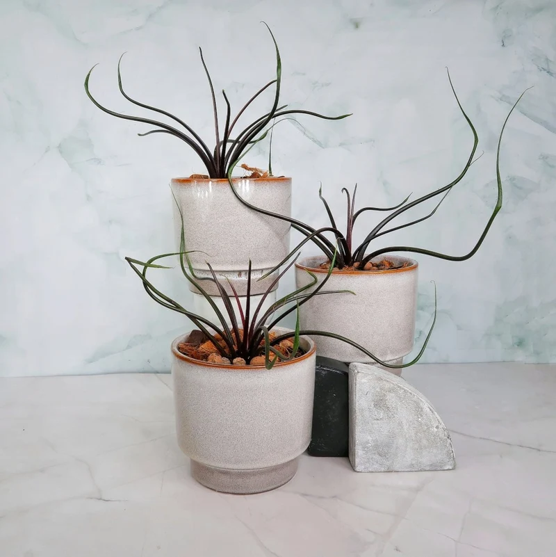 ALOCASIA FLYING SQUID