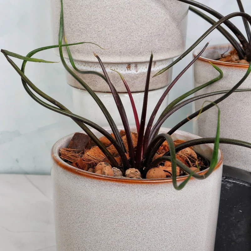 ALOCASIA FLYING SQUID