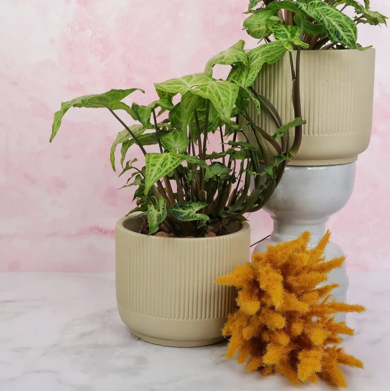 SYNGONIUM BATIK