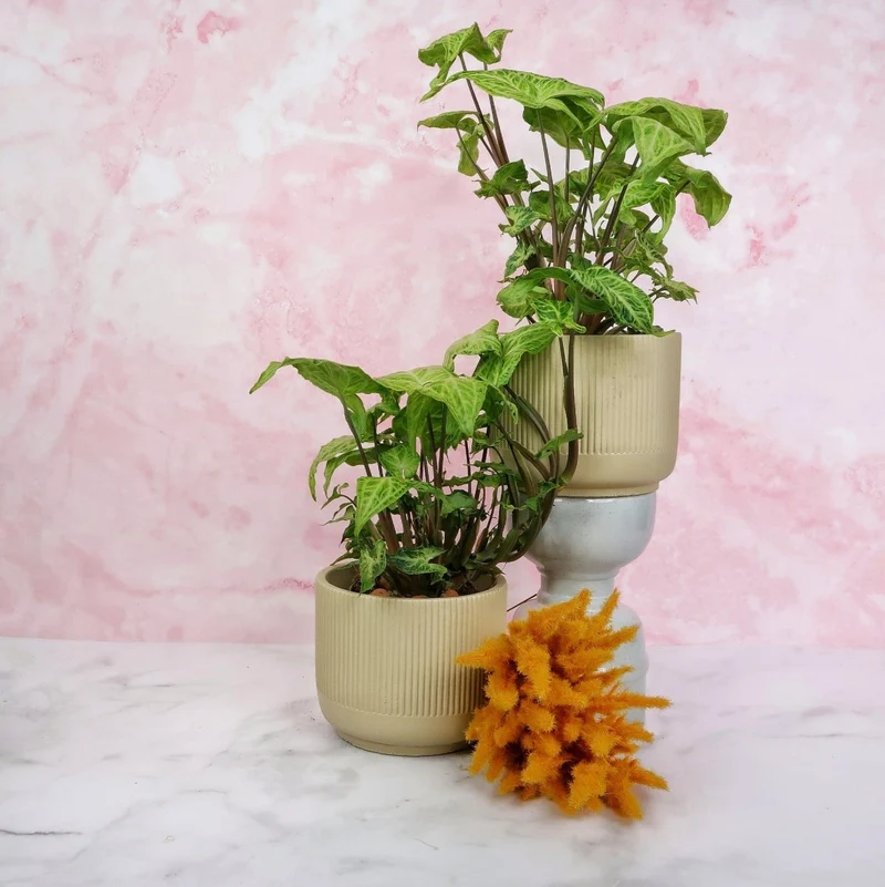 SYNGONIUM BATIK