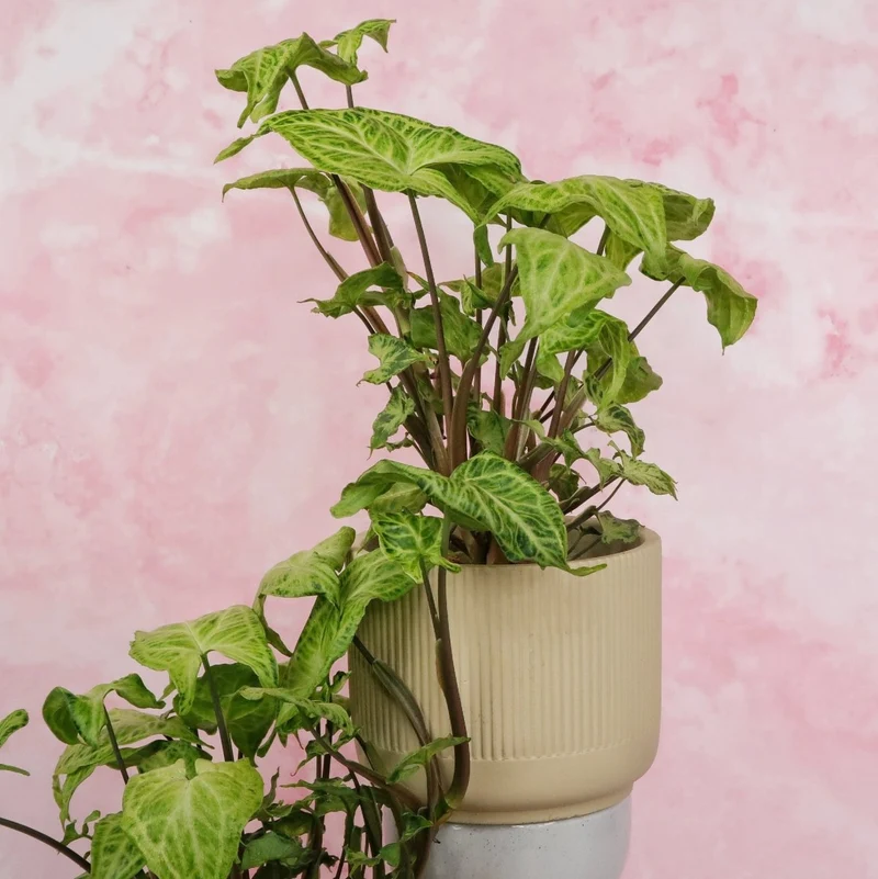 SYNGONIUM BATIK