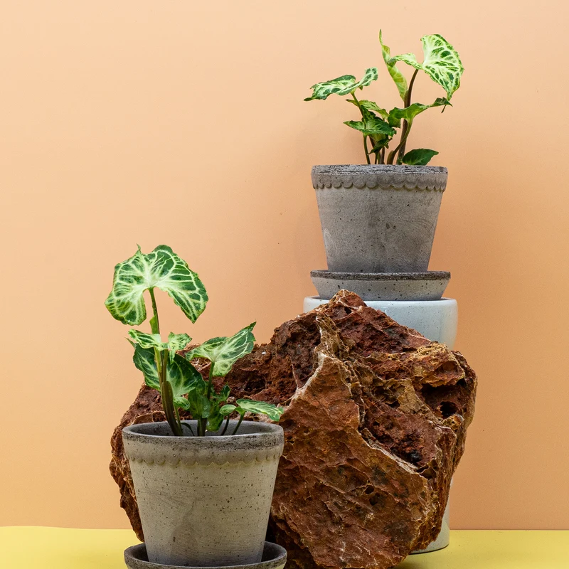 SYNGONIUM BATIK