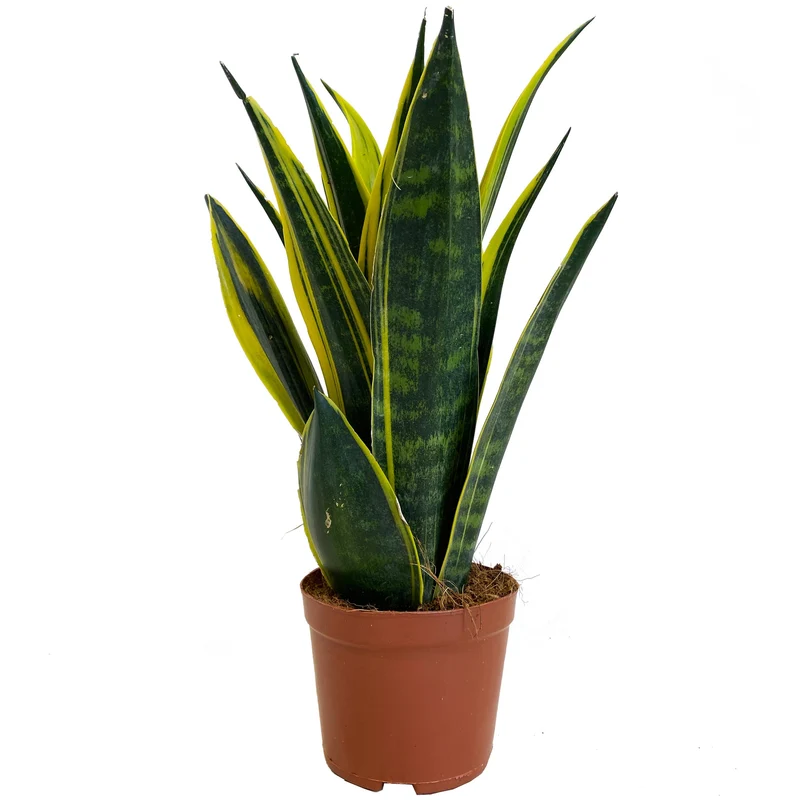 Sansevieria 'Goldene Flamme'