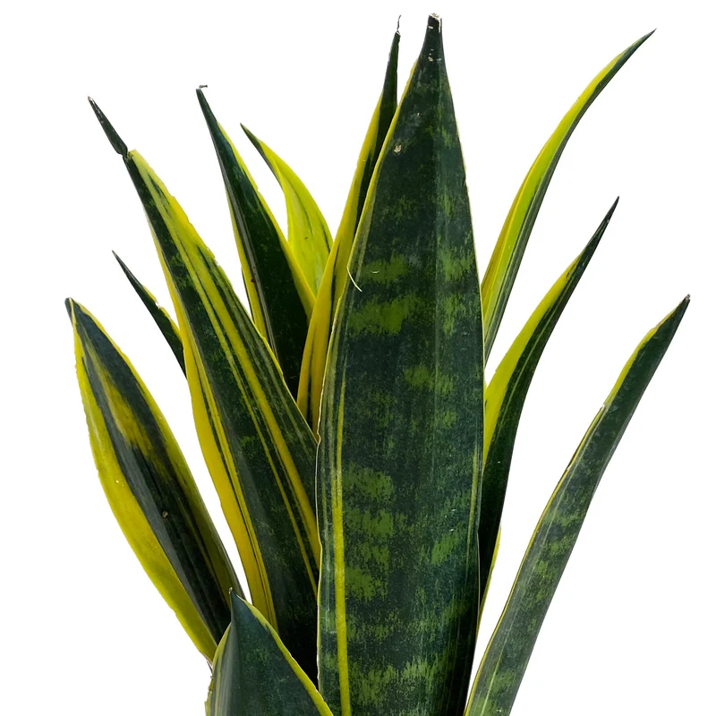Sansevieria 'Goldene Flamme'