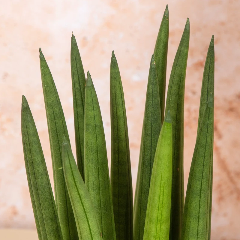 Sansevieria 'Cylindrica'