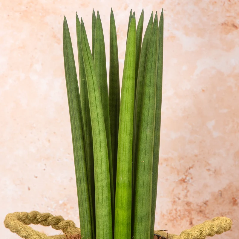 Sansevieria 'Cylindrica'