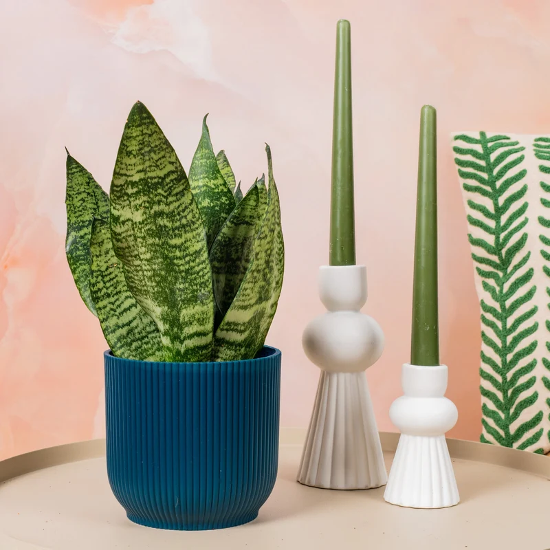 Sansevieria 'Schwarze Koralle'