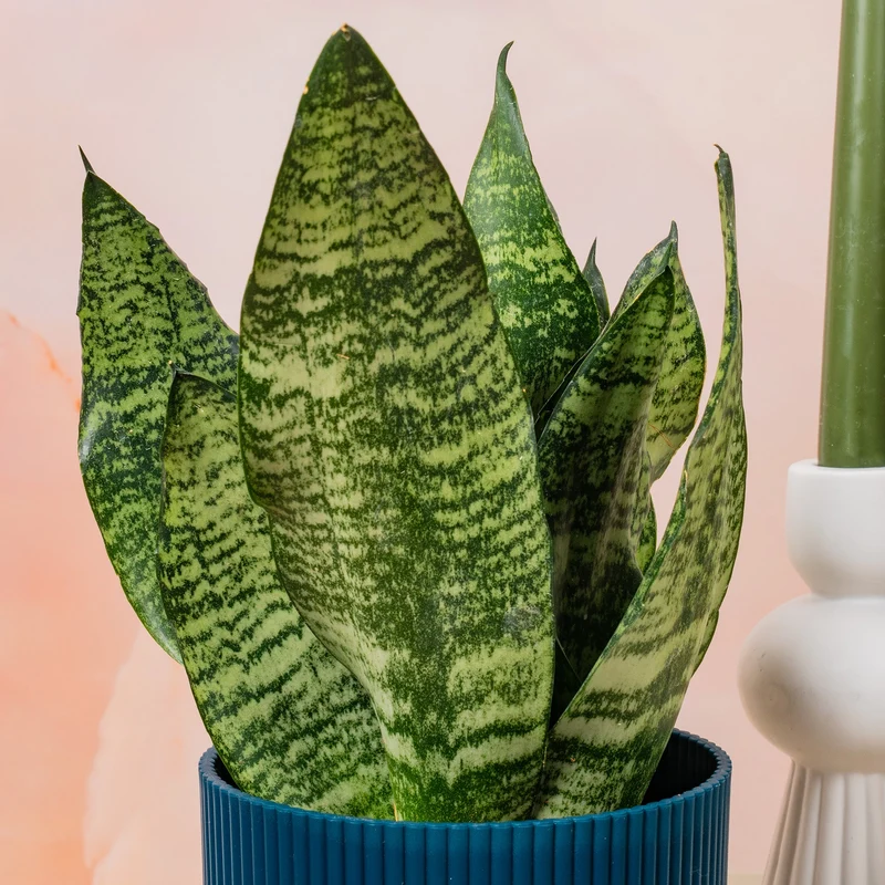 Sansevieria 'Schwarze Koralle'