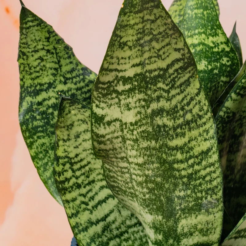 Sansevieria 'Schwarze Koralle'