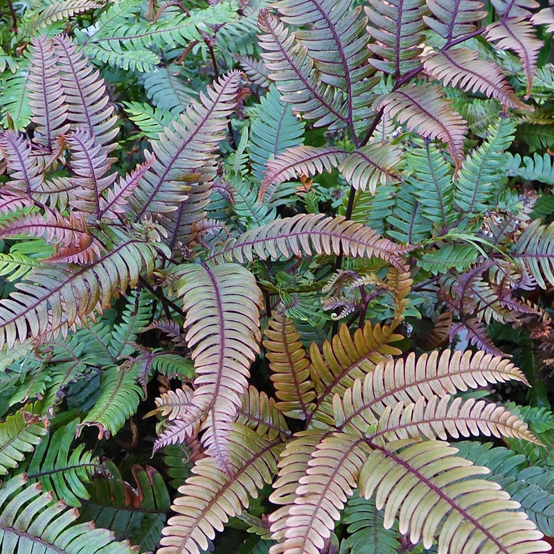 Pteris tricolor