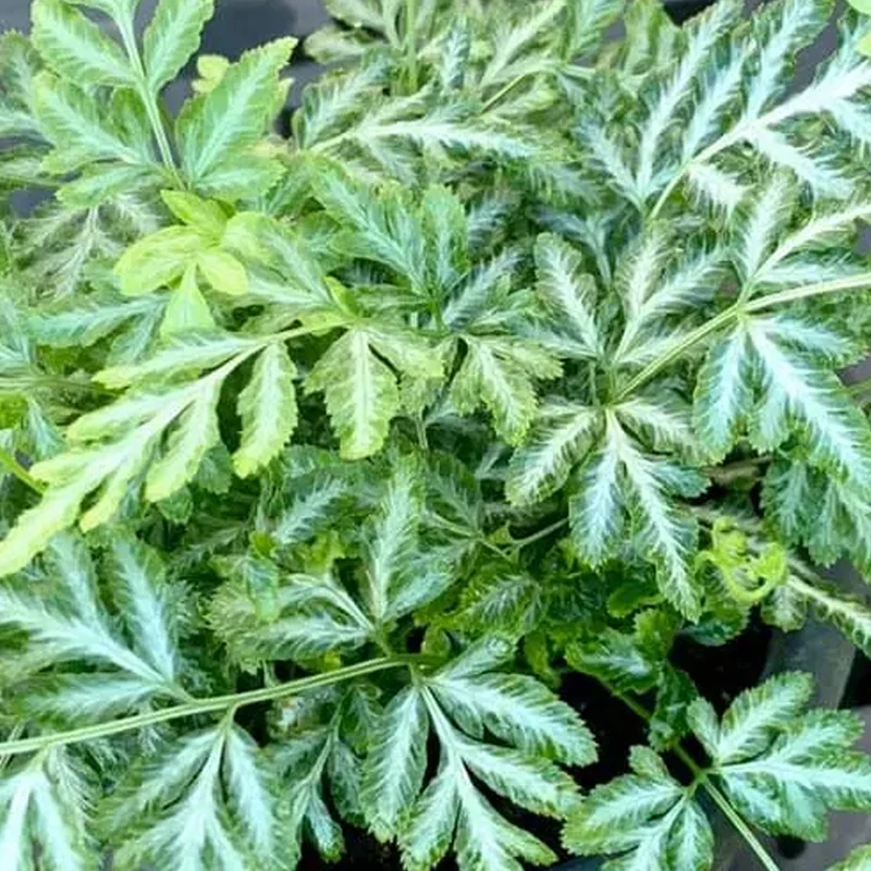 Pteris 'Evergemiensis'