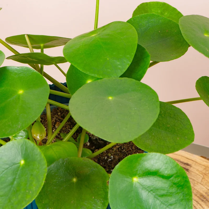 Pilea peperomioides