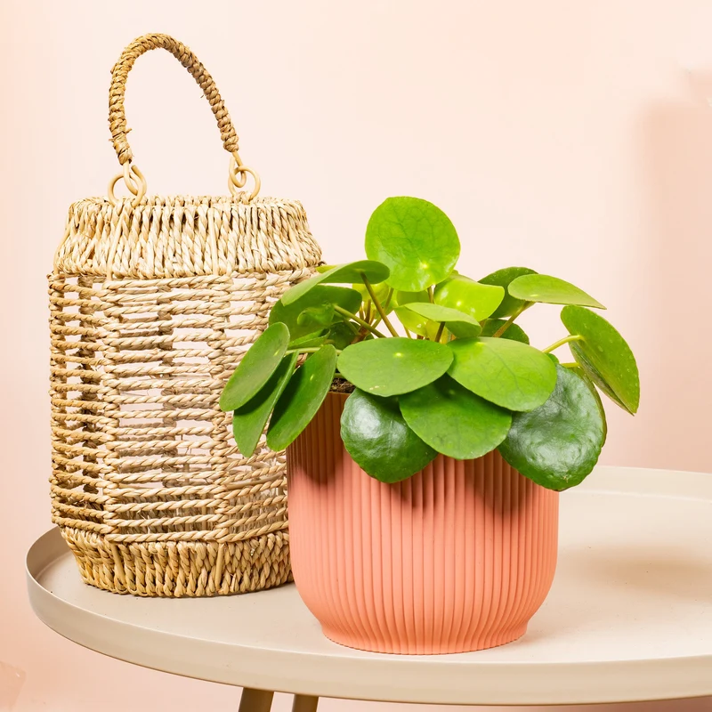 Pilea peperomioides
