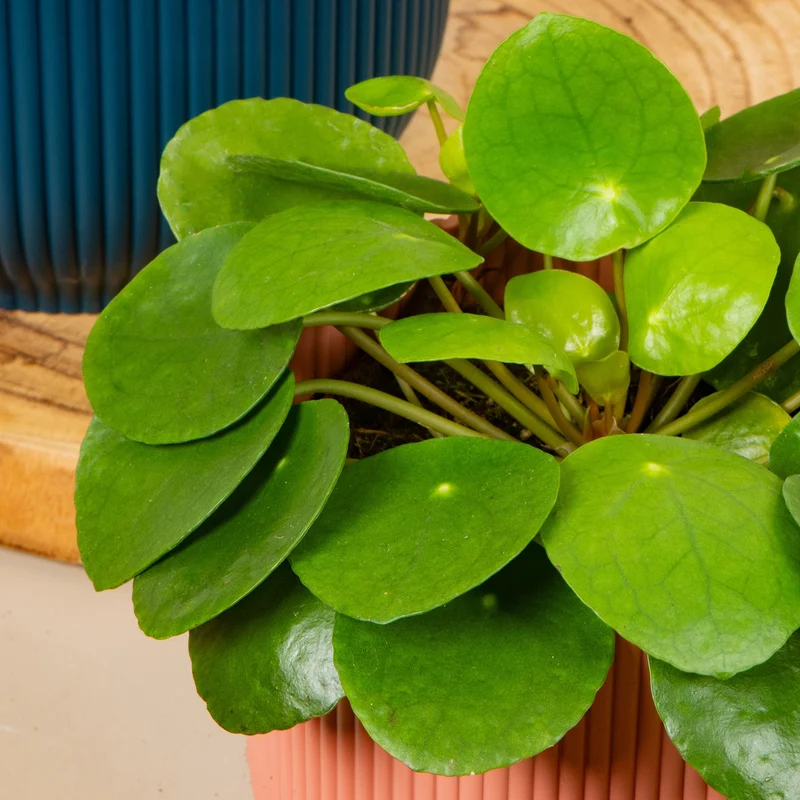 Pilea peperomioides