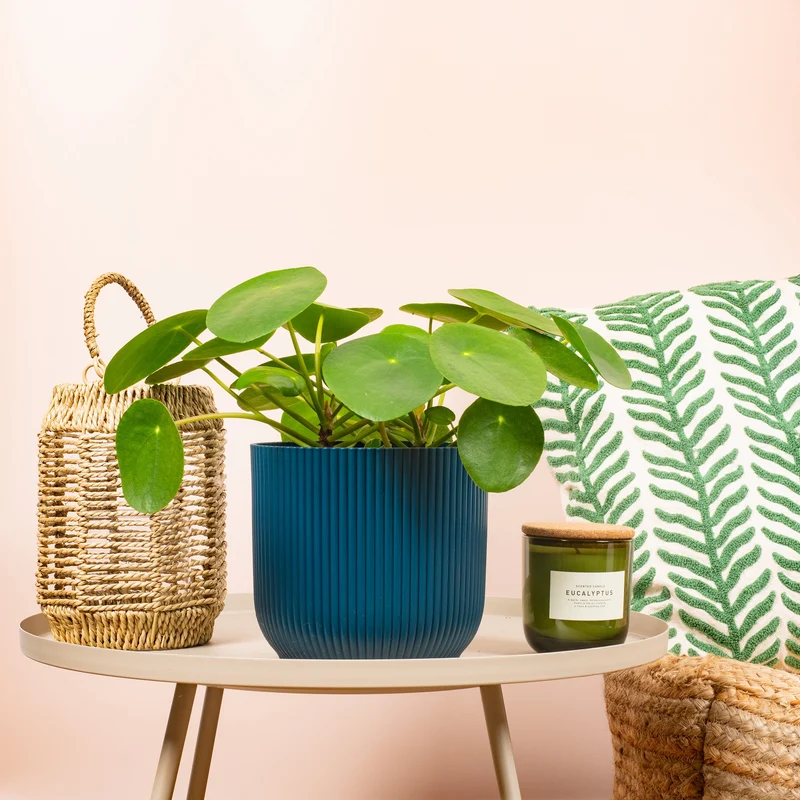 Pilea peperomioides