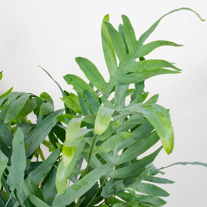 Phlebodium 'Blue Star'