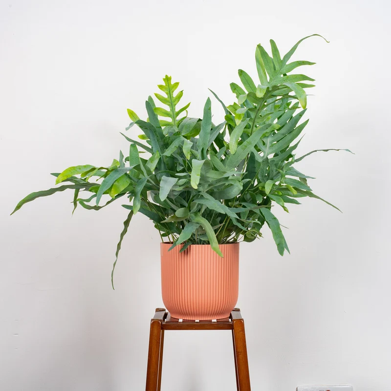 Phlebodium 'Blue Star'