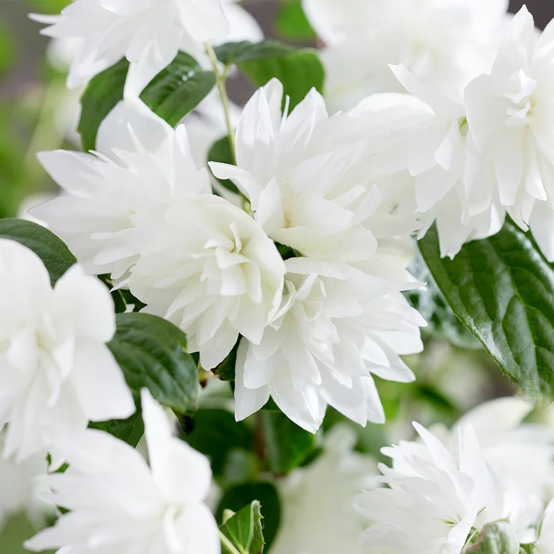 Philadelphus 'Perlen des Parfüms'