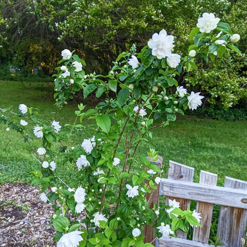 Philadelphus 'Perlen des Parfüms'