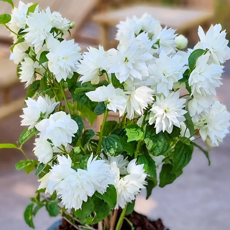 Philadelphus 'Perlen des Parfüms'