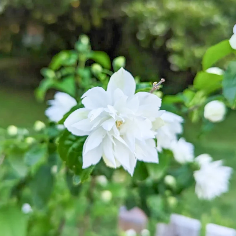 Philadelphus 'Perlen des Parfüms'