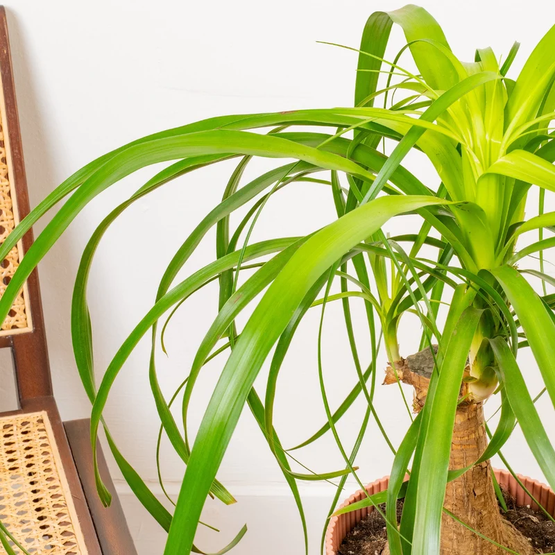 Beaucarnea 'Nolina Tall'