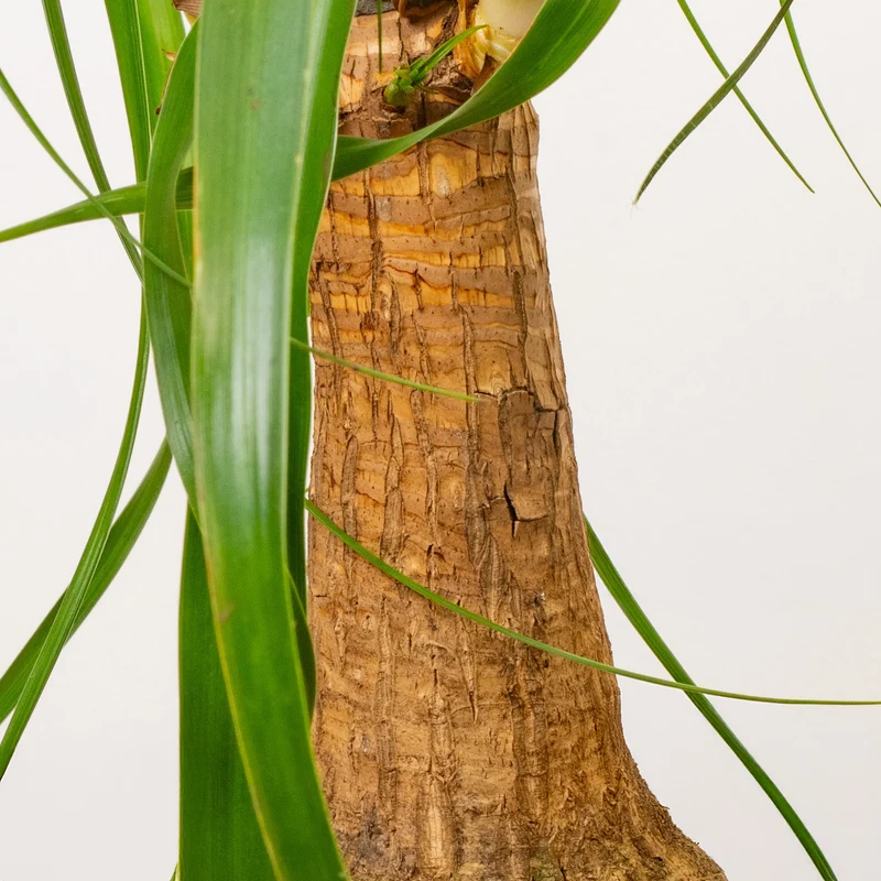 Beaucarnea 'Nolina Tall'