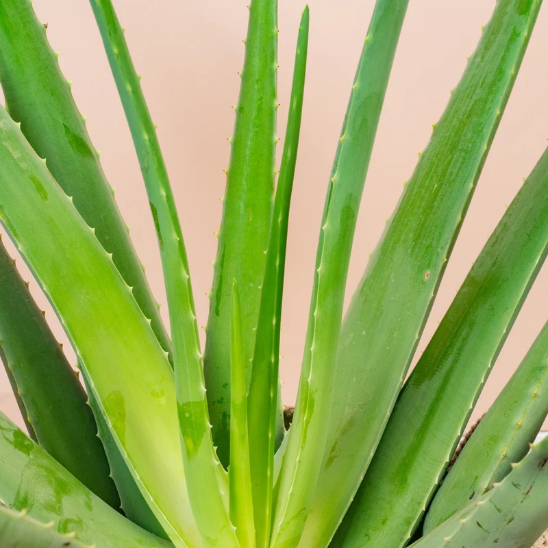 Aloe Vera 'Barbadensis'