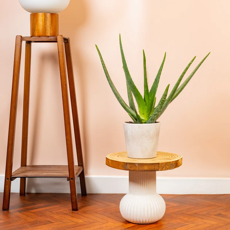 Aloe Vera 'Barbadensis'