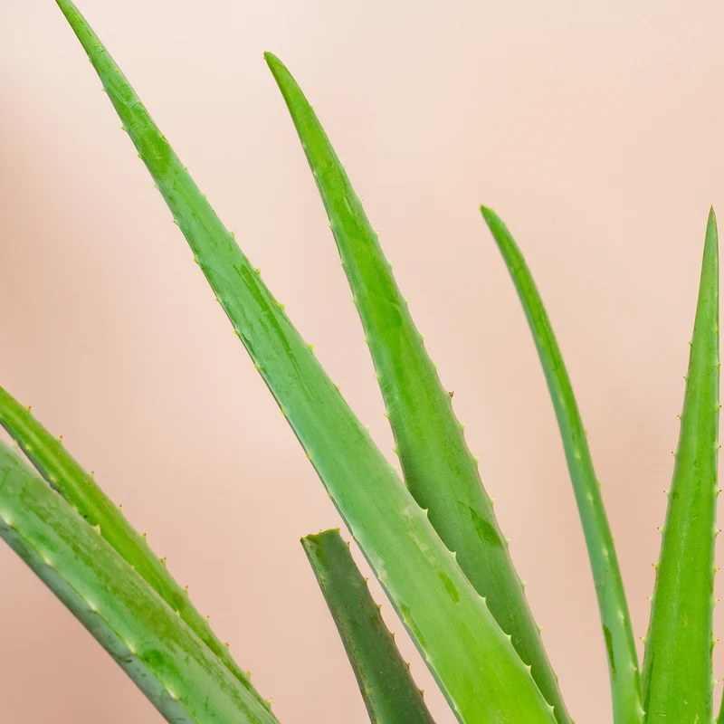 Aloe Vera 'Barbadensis'