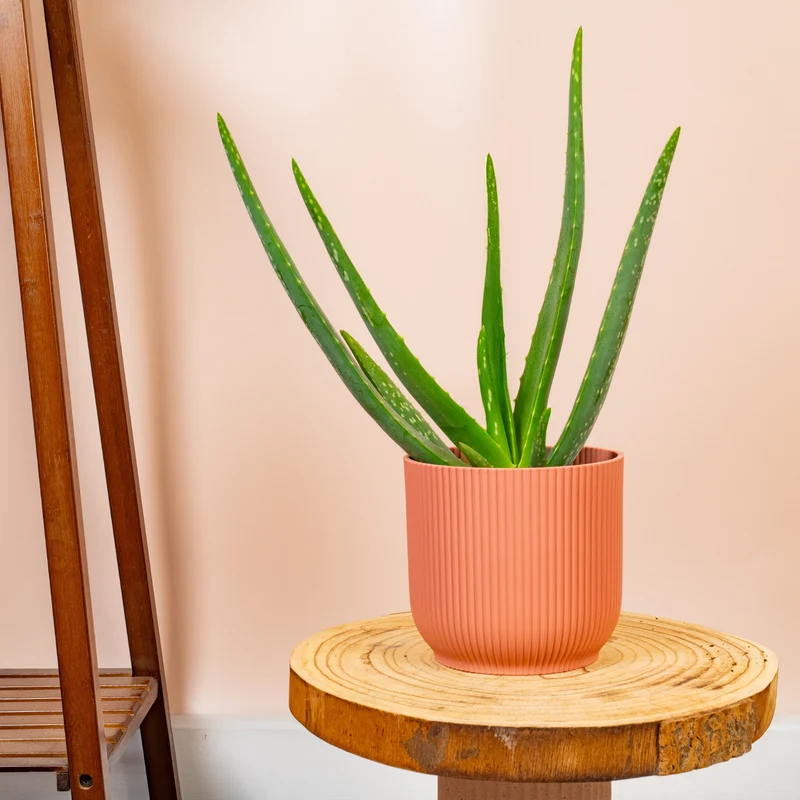 Aloe Vera 'Barbadensis'