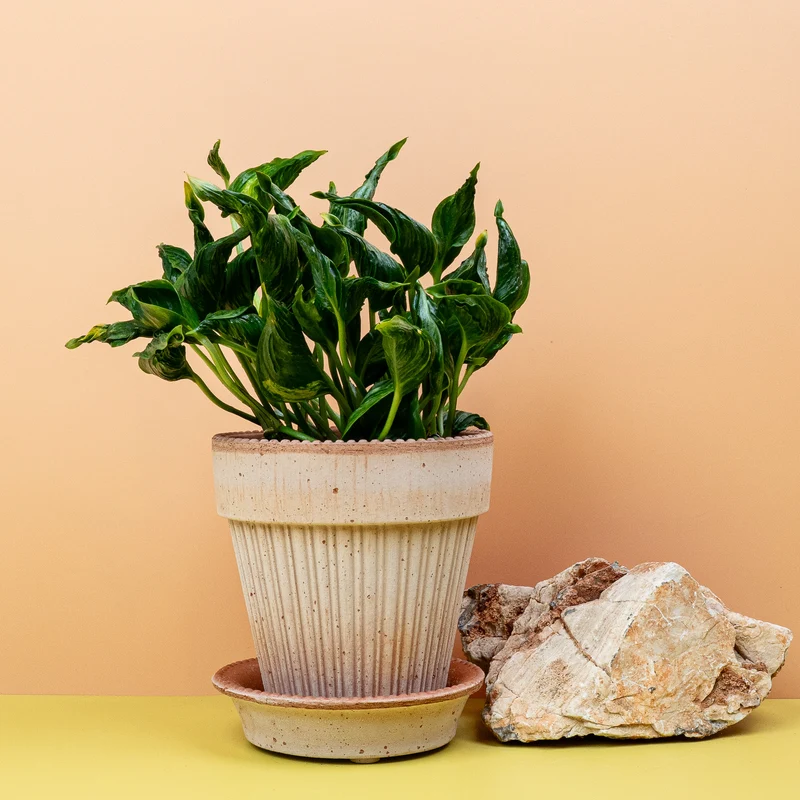 EPIPREMNUM SHANGRI-LA