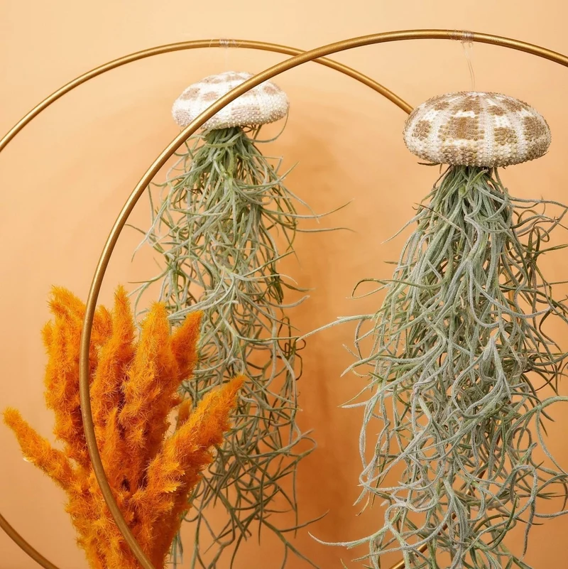 TILLANDSIA USNEOIDES - PANTHER