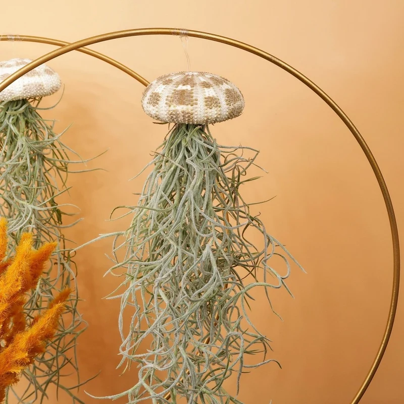 TILLANDSIA USNEOIDES - PANTHER