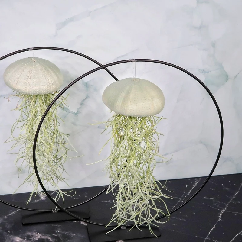 TILLANDSIA USNEOIDES - VELVET EUCALYPTUS