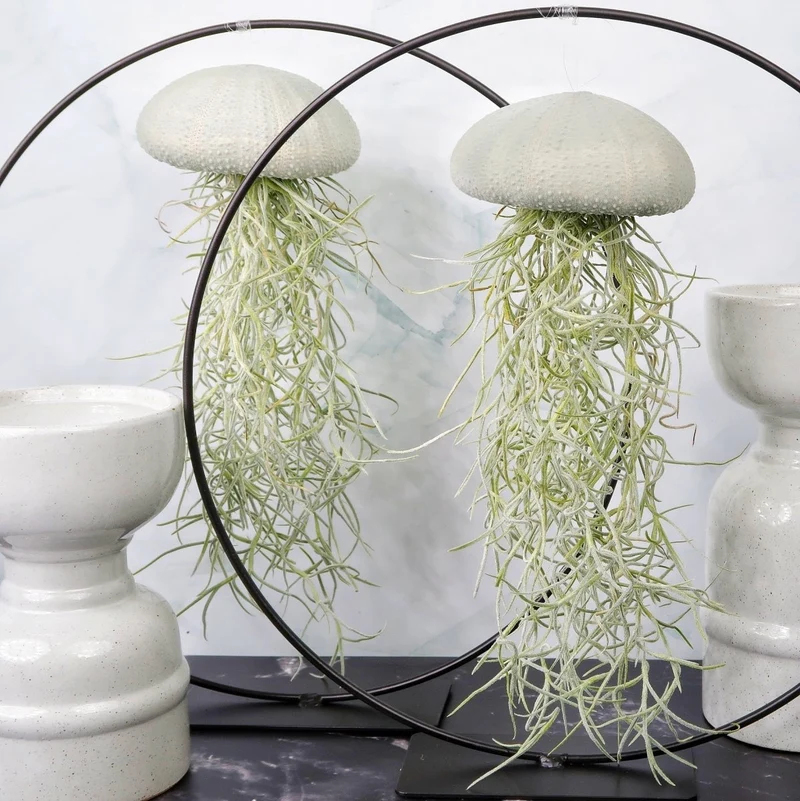 TILLANDSIA USNEOIDES - VELVET EUCALYPTUS