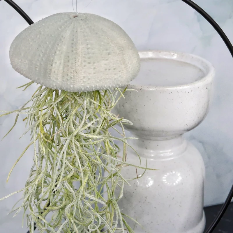 TILLANDSIA USNEOIDES - VELVET EUCALYPTUS
