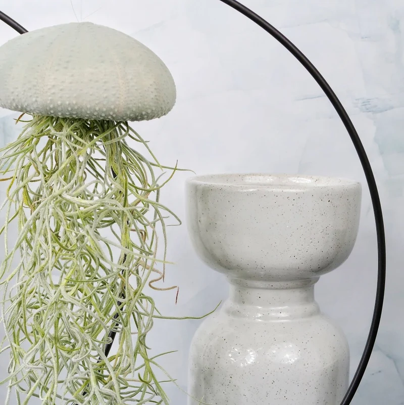 TILLANDSIA USNEOIDES - VELVET EUCALYPTUS