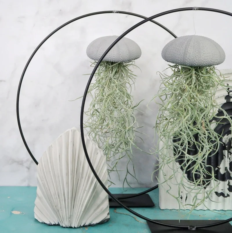 TILLANDSIA USNEOIDES - GREY