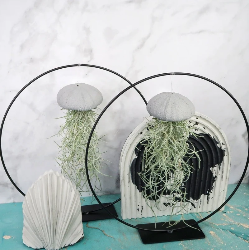 TILLANDSIA USNEOIDES - GREY