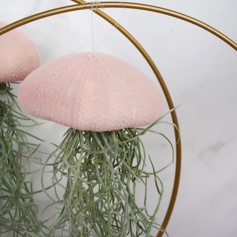 TILLANDSIA USNEOIDES - VELVET ROSE